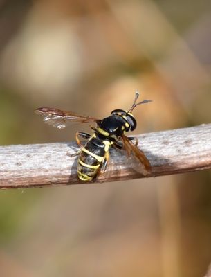 Syrphid Fly, Ceriana tridens