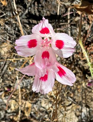 Onagraceae: Sun Cups, Clarkias, Fireweeds, Fuchsia