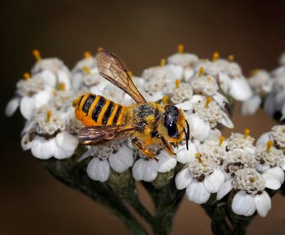 Leafcutter Bee, Megachile fidelis