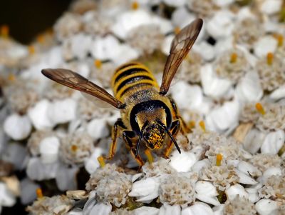 Megachilidae: Mason and Leafcutter Bees