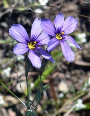 Blue-eyed Grass, Sisyrinchium bellum
