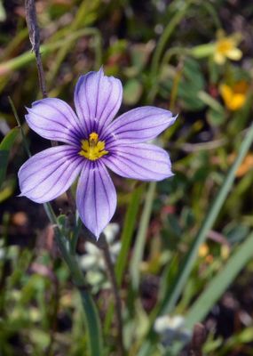 Blue-eyed Grass, Sisyrinchium bellum