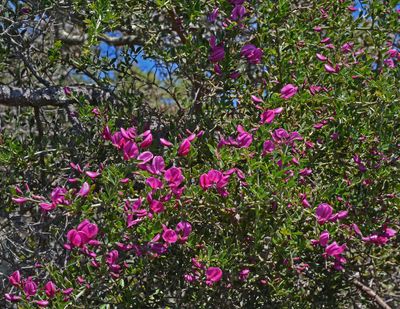 Chapparal Pea