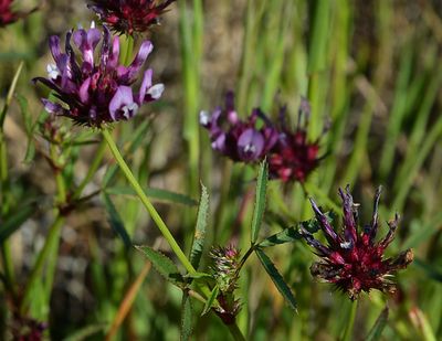 Clover, Trifolium cf macraei