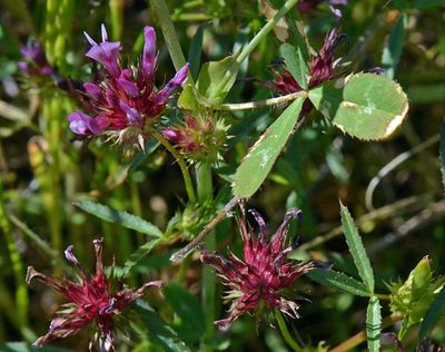Clover, Trifolium cf macraei
