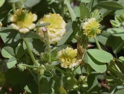 Hop Clover, Trifolium campestre