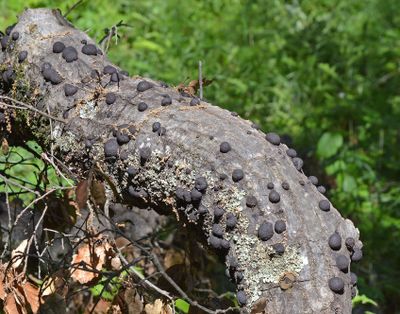 Cramp Balls, Annulohypoxylon