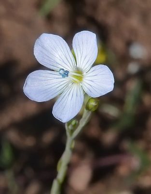 Linaceae: Flax Family