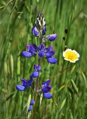 Arroyo Lupine, Lupinus succulentus