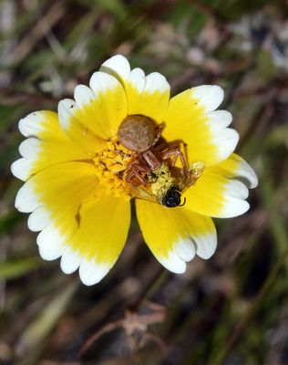 Crab Spider, Xysticus sp