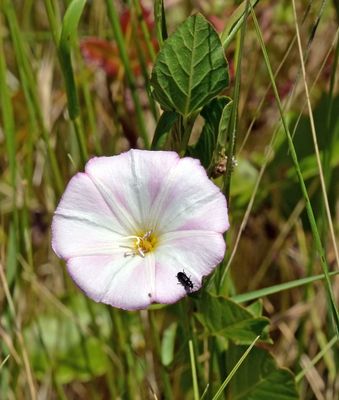 Morning Glory, Calystegia sp