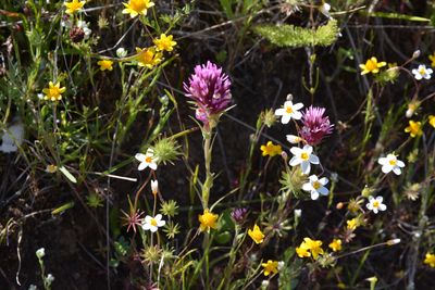 Owl's Clover, Linanthus 4576.JPG