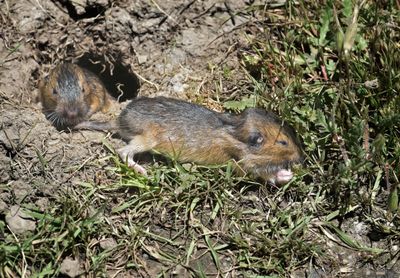 Pocket Gophers, juvenile 1181.JPG