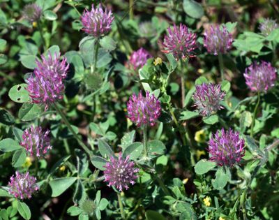 Rose Clover, Trifolium hirtum