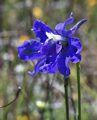 Royal Larkspur, Delphinium variegatum 