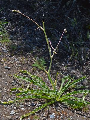 Agavaceae: Soap Plant