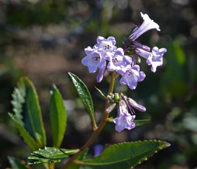 Namaceae: Yerba Santa