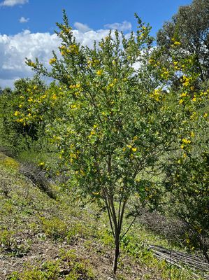French Broom, Genista monspessulana.JPG