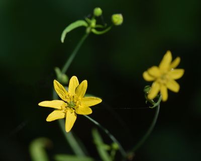 California Buttercup, Ranunculus californicus