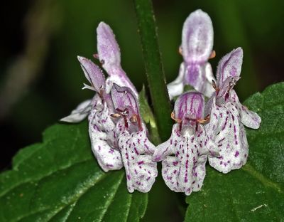 California Hedge Nettle, Stachys bullata