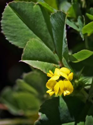 Spotted Medick, Medicago arabica