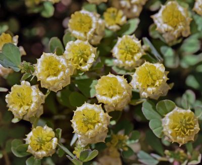 Hop Clover, Trifolium campestre