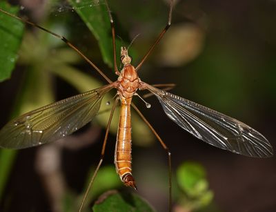 Crane Fly 1252.JPG