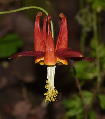 Crimson Columbine, Aquilegia formosa