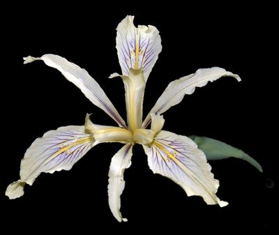Douglas Iris, Iris douglasiana