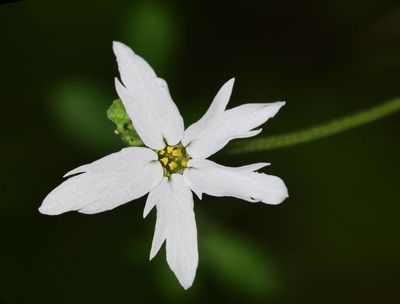 Hill Star, Lithophragma heterophyllum