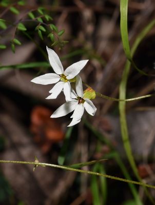 Hill Star, Lithophragma heterophyllum