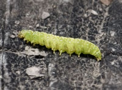 inch worm