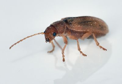 leaf beetle sp