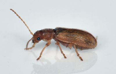 leaf beetle sp