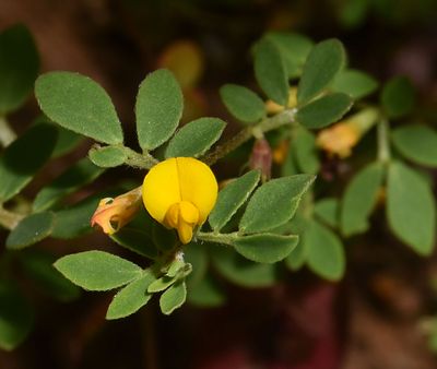 Chile Trefoil, Lotus wrangelianus