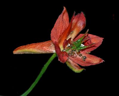 Red Larkspur, Delphinium nudicaule