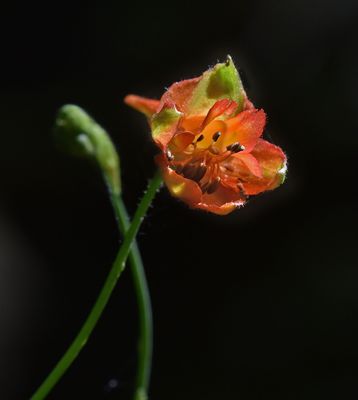 Red Larkspur, Delphinium nudicaule