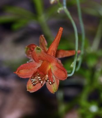 Red Larkspur, Delphinium nudicaule