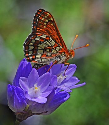 Variable Checkerspot 1265.JPG