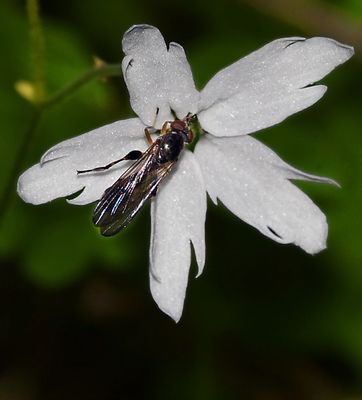 Wasp, Pacific Starflower 1245.JPG