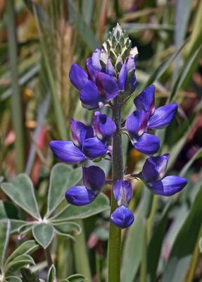 Arroyo Lupine, Lupinus succulentus