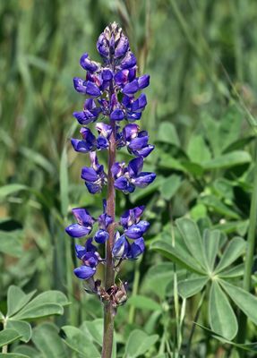 Arroyo Lupine, Lupinus succulentus