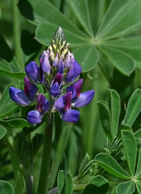 Arroyo Lupine, Lupinus succulentus