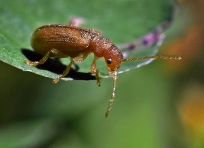 Beetle sp 1304.JPG