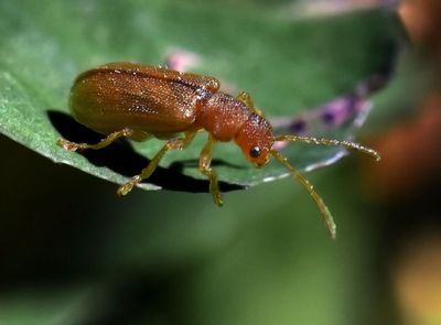 Beetle sp 1305.JPG