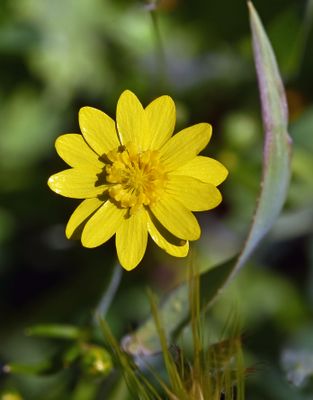 California Buttercup, Ranunculus californicus