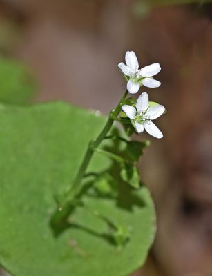 Montiaceae: Miner's Lettuce, Candyflower