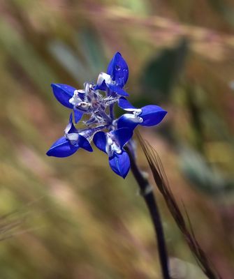 Miniature Lupine, Lupinus bicolor