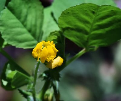 Spotted Medick, Medicago arabica