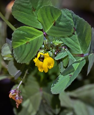 Spotted Medick, Medicago arabica
